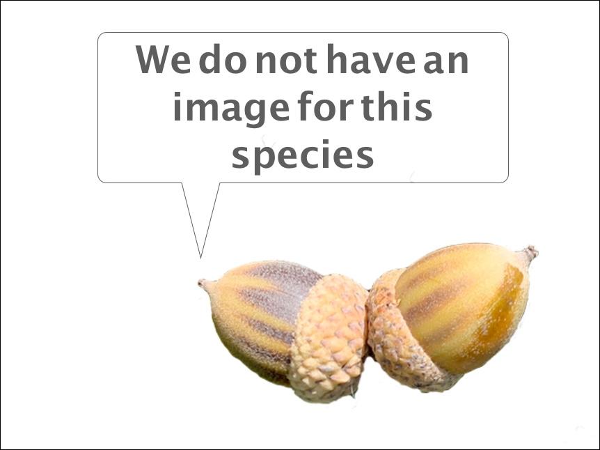 missing image of Quercus hypoleucoides